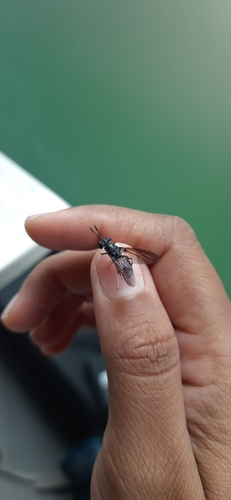 Black soldier fly