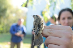 Acrocephalus melanopogon