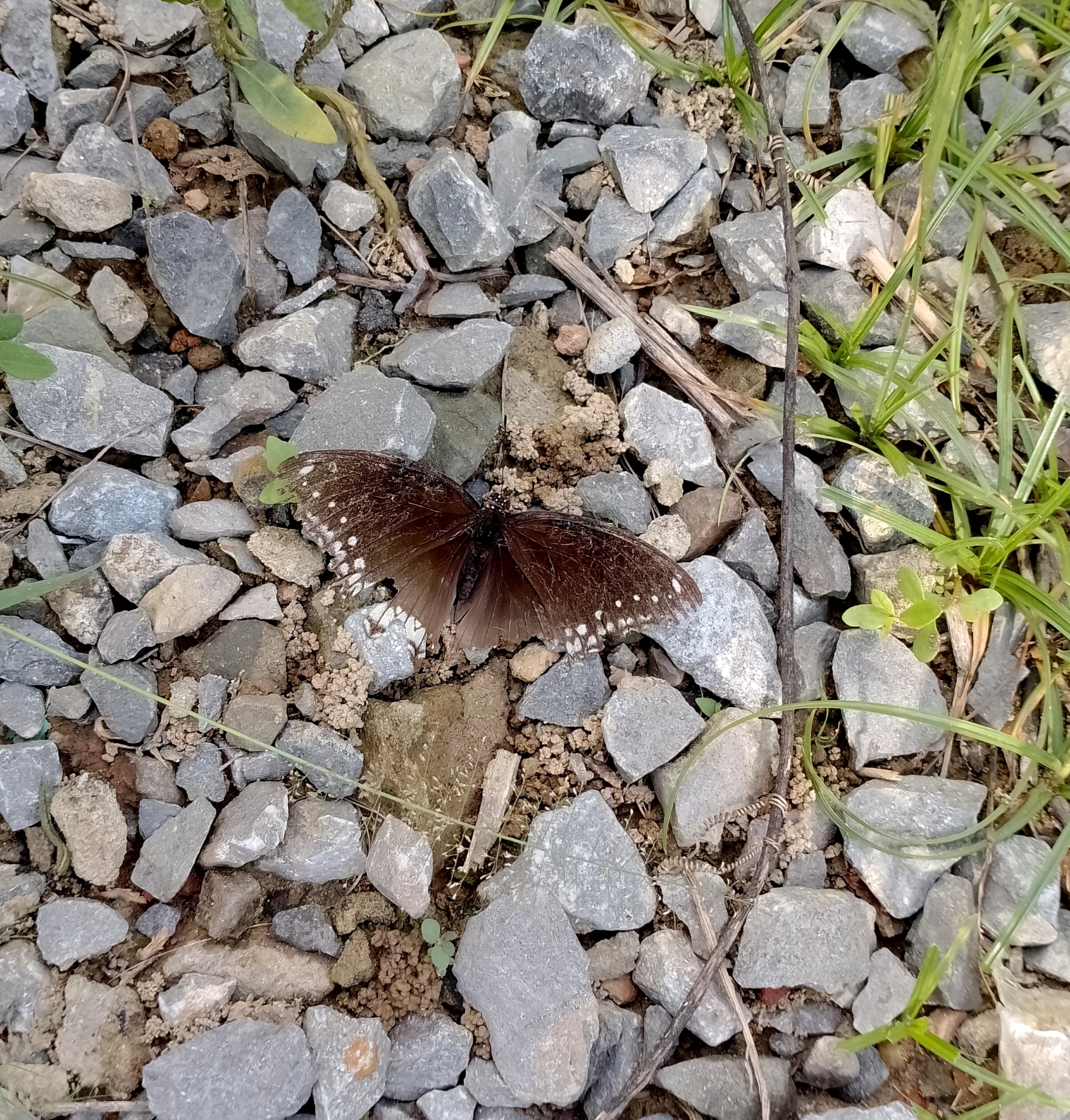 Great Eggfly