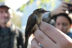 Acrocephalus melanopogon