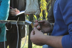 Acrocephalus melanopogon