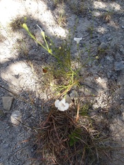 Agalinis edwardsiana