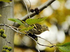 Spinus spinus