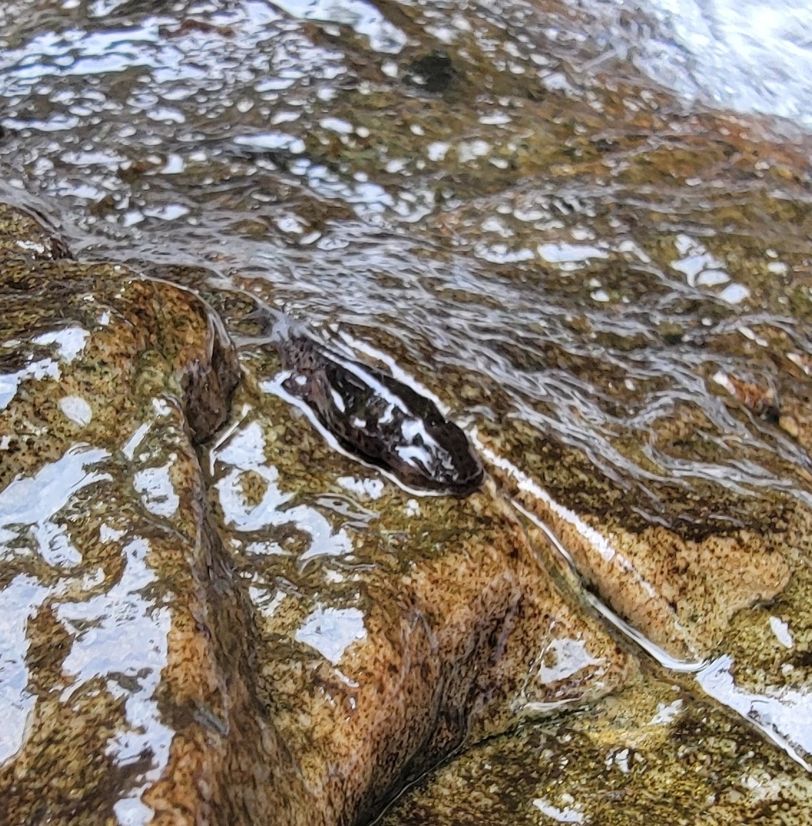 Pashchi Pig-Nosed Frog