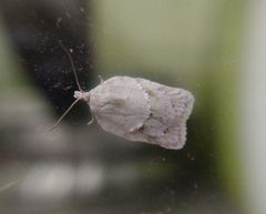 Acleris logiana