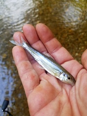 Notropis hudsonius