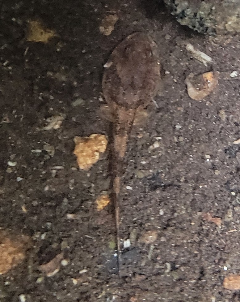 Alicia'S Wrinkled Frog