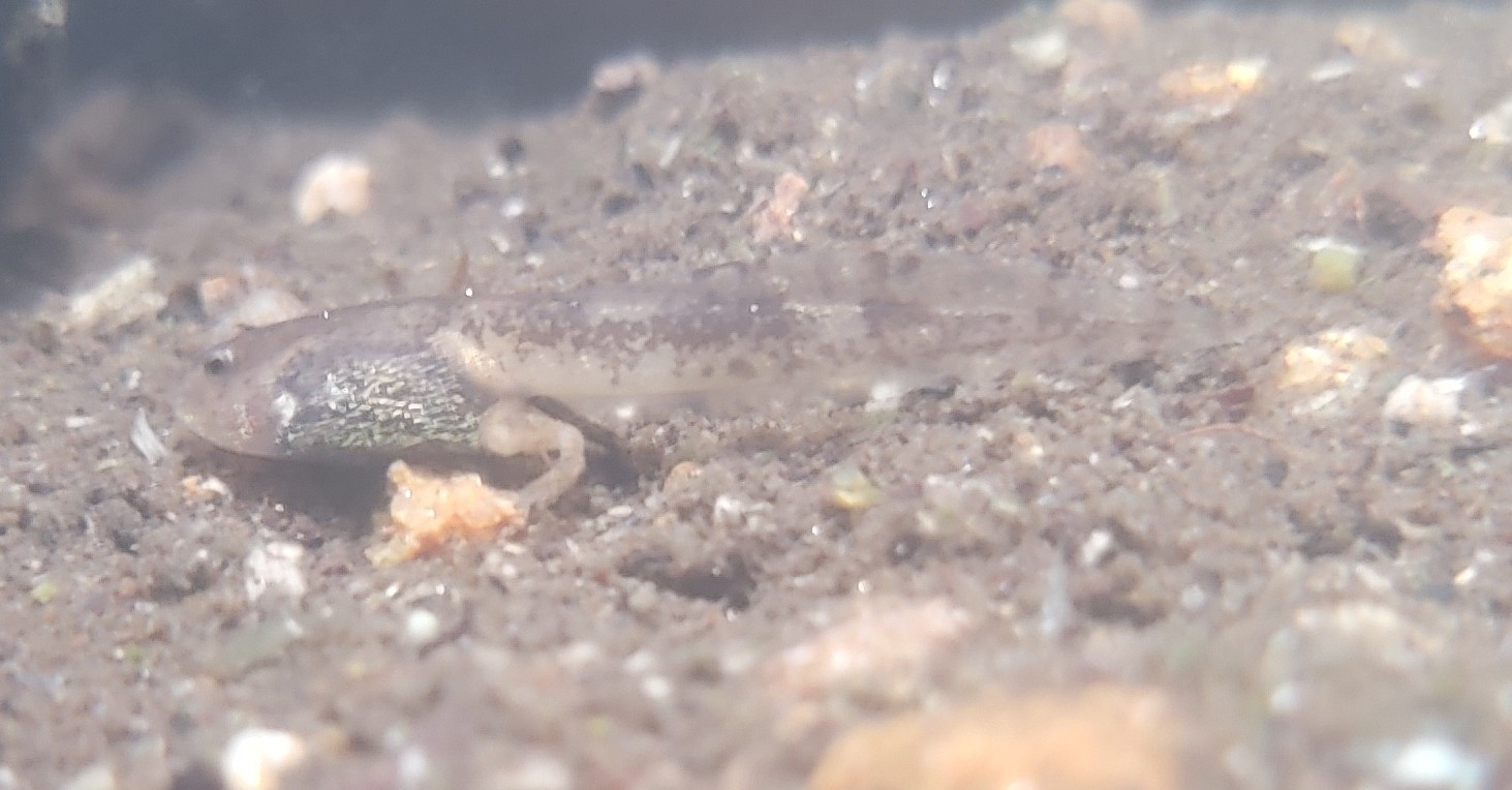 Alicia'S Wrinkled Frog