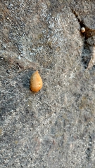 Megalopygidae
