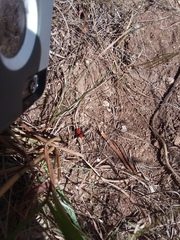 Phidippus cardinalis