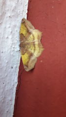Antepione thisoaria