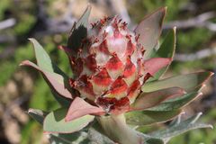 Leucadendron daphnoides