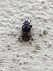 Chilothorax distinctus