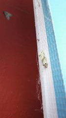 Plagiomimicus tepperi