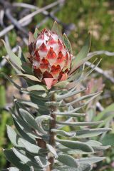 Leucadendron daphnoides