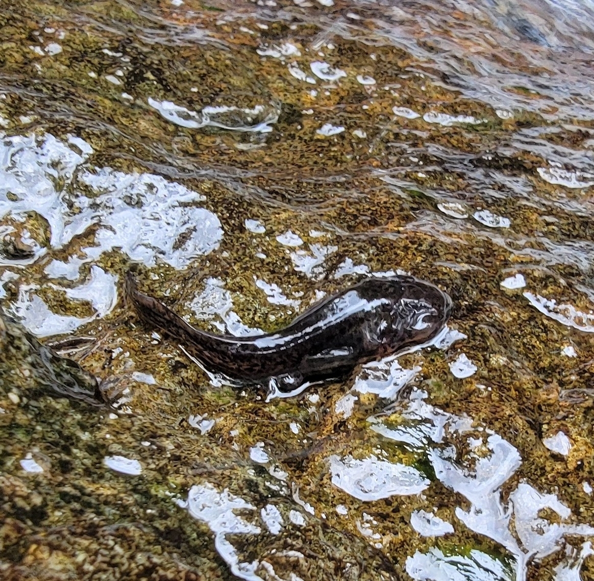 Pashchi Pig-Nosed Frog