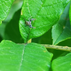 Salticinae