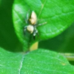 Salticinae
