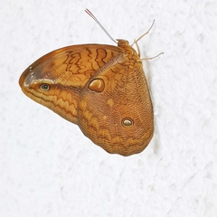 Opsiphanes boisduvallii