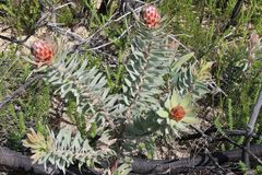 Leucadendron daphnoides