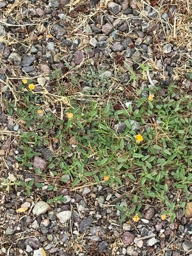 Spreading fanpetals (Sida abutilifolia)