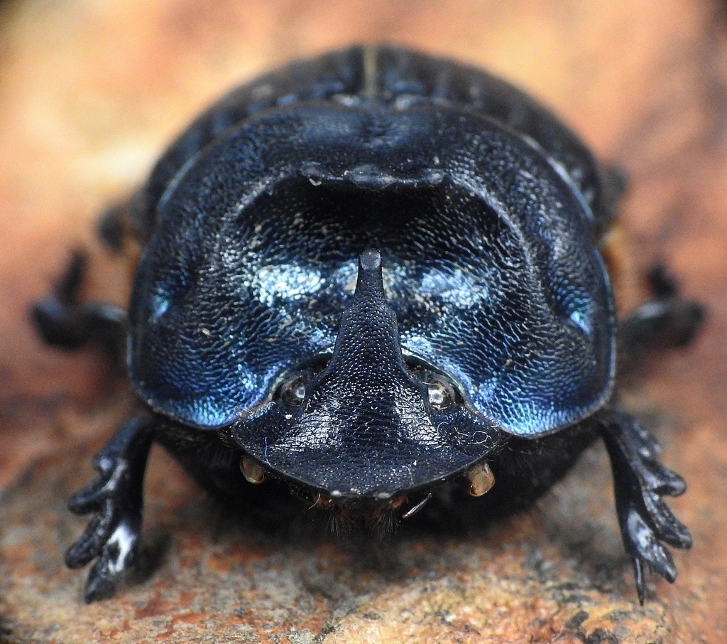 Coprophanaeus cyanescens