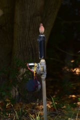 Haemorhous mexicanus