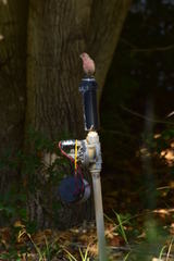 Haemorhous mexicanus