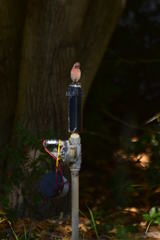 Haemorhous mexicanus