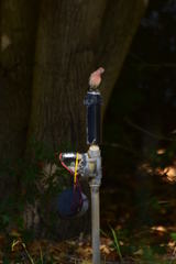 Haemorhous mexicanus