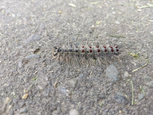 Spongy Moth