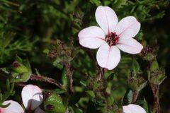 Adenandra uniflora