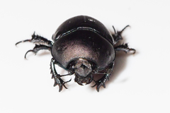 Geotrupes opacus