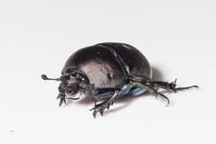 Geotrupes opacus
