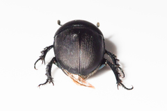 Geotrupes opacus