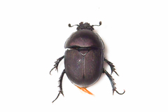 Geotrupes opacus