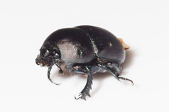 Geotrupes opacus