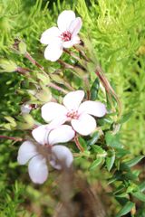 Adenandra uniflora