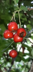 Crataegus
