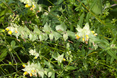 Rhinanthus freynii