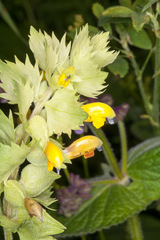 Rhinanthus freynii