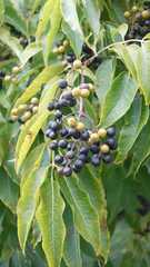 Phellodendron amurense