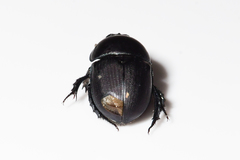 Geotrupes opacus