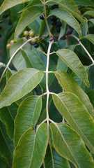 Phellodendron amurense