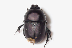 Geotrupes opacus