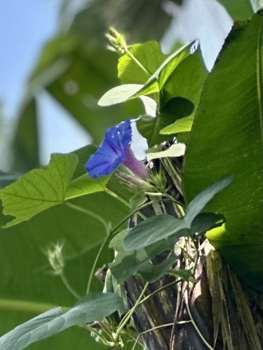oceanblue morning glory
