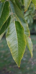 Phellodendron amurense