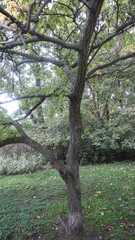 Phellodendron amurense
