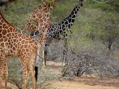 Reticulated Giraffe photo 5