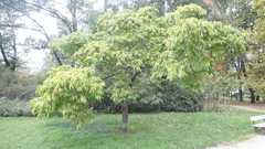 Phellodendron amurense